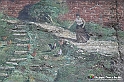 VBS_3751 - Fontanile (Asti) - Murales di Luigi Amerio